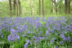 Bluebell Wood