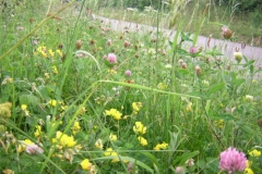 Daws Grove Verge