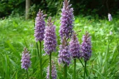 Common Spotted Orchid