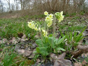 The Oxlip, Primula elatior